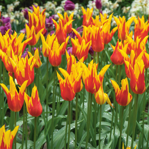 Lalele Fire Wings (8 buc)