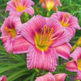 Crin de vară roz (3 buc)