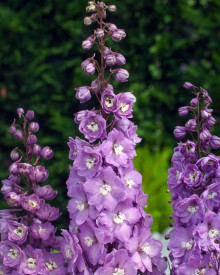 Nemţişor nobil roz