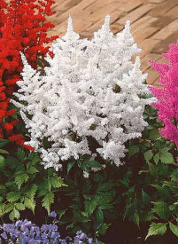 Astilbe alb (3 buc)