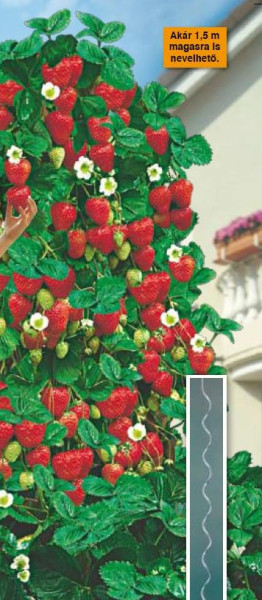 6 Căpşuni căţărători Kletter Star 2000 şi 6 spirale