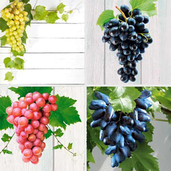 Ofertă de 4 viţe excepţionale