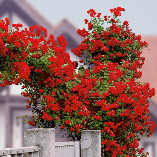 Trandafir căţărător roşu Kletter Star