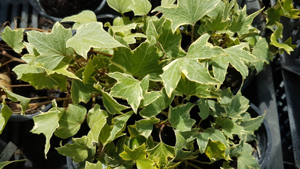 Iederă cu margini albe (3 buc)