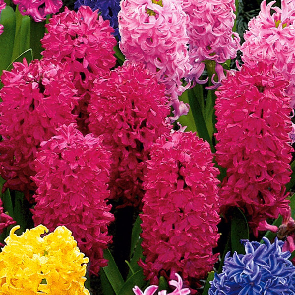 Zambile parfumate roșii (3 buc)