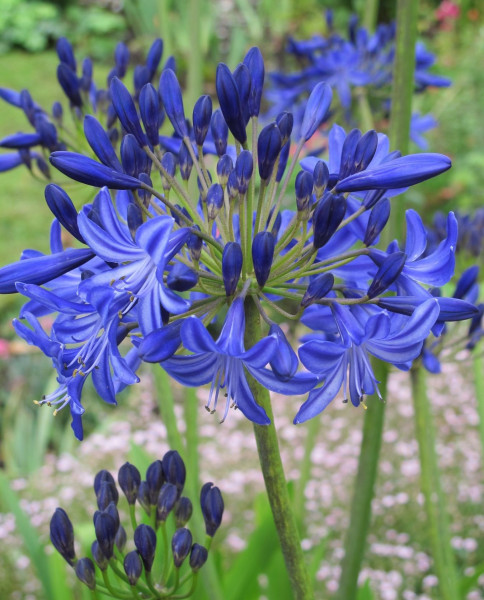 Floarea dragostei uriașă, Fireworks