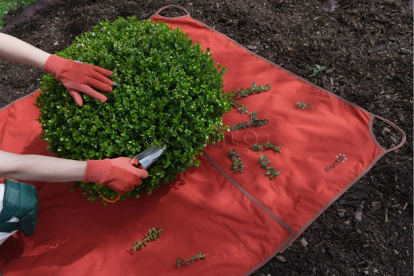 Formator pentru Buxus