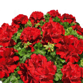 Muşcată Red Fire (3 buc)