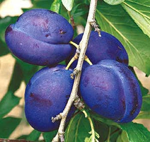 Prun Bluefre, în ghiveci