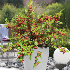 Dud negru pitic Mojo Berry