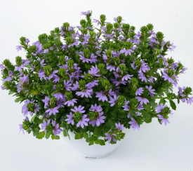 Floare evantai albastru Brillant (3 buc)