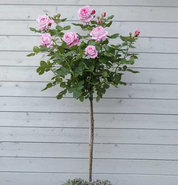 Trandafir cu tulpină înaltă roz, în ghiveci