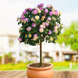 Lantana roz-galbenă cu tulpină înaltă