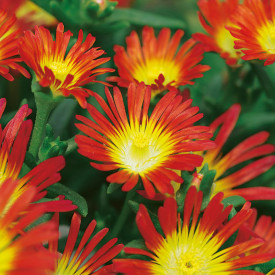 Floare de cristal Fire Wonder (1 buc)