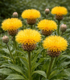 Centaurea macrocephala
