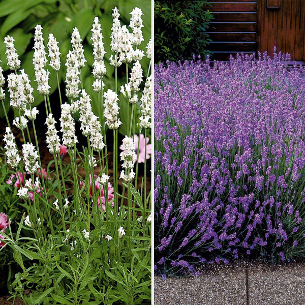 Levănţică 6 bucăți (3 albe + 3 albastru-violet)