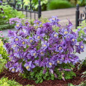 Căldărușe albastre (3 buc)