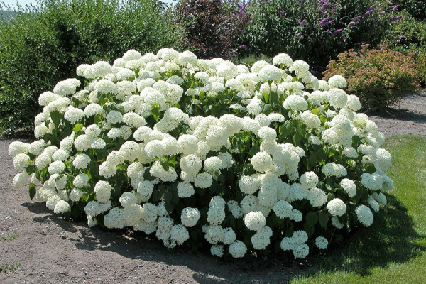 Hortensie Annabelle