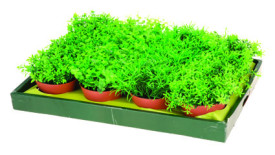 Plante verzi, artificiale decorative