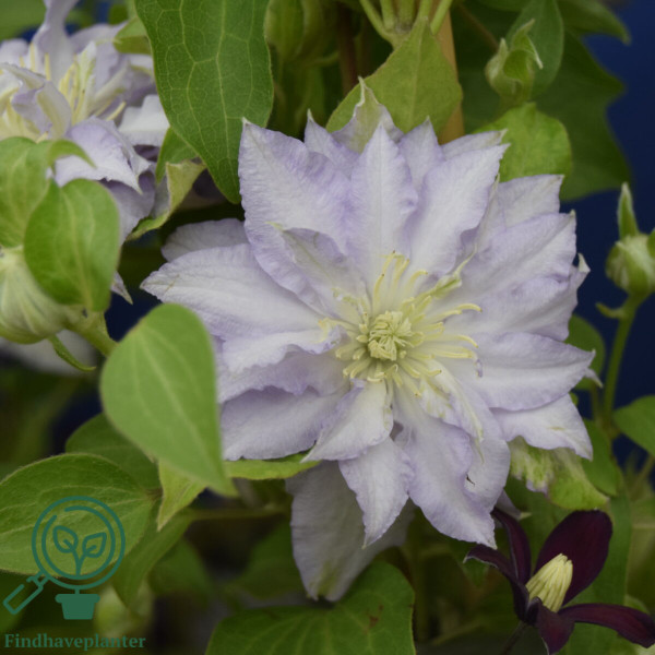Clematită Dancing King