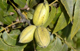 Nuc Pecan