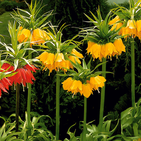 Laleaua împaratului galbenă