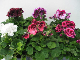 Mușcată englezească în culori variate