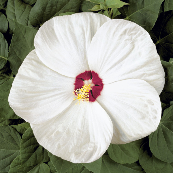 Hibiscus uriaş de grădină alb-crem