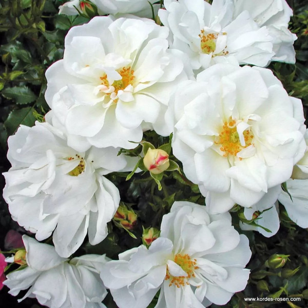 Trandafir Diamont Rigo