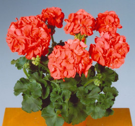 Mușcată erectă Mandarin (3 buc)