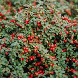 Cotoneaster procumbens 