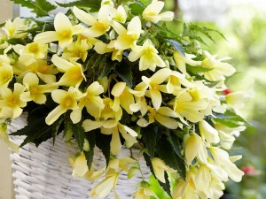 Begonie Beauvilia galbenă