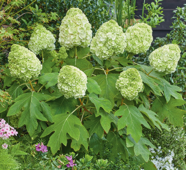 Hortensie cu frunze de stejar