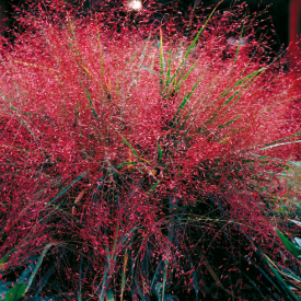 Iarba dragostei, purpurie 