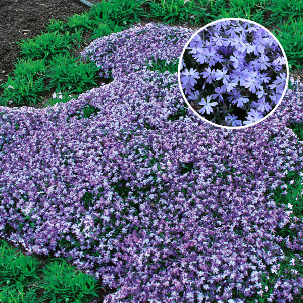 Brumărele târâtoare mov-albăstrui