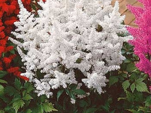 Astilbe alb