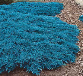 Ienupăr albastru târâtor