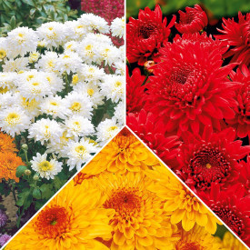 Compoziție de crizanteme (9 buc)