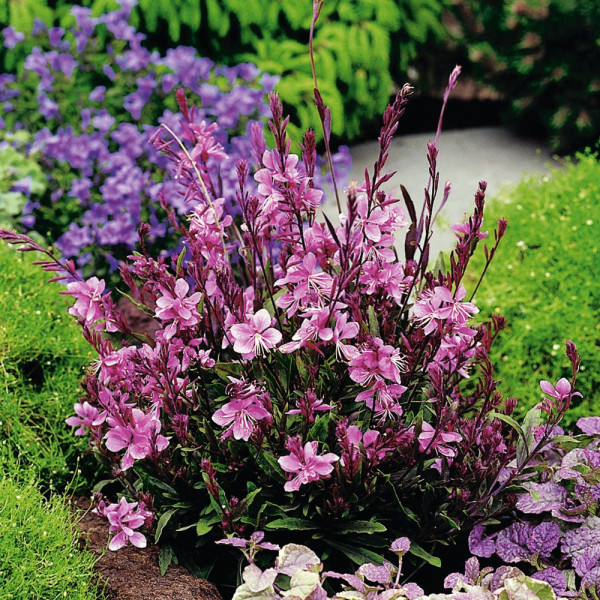 Floarea albinei