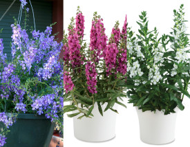 Angelonia Blue + Pink + White (3 buc)