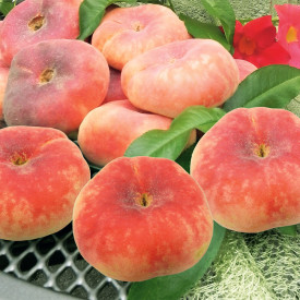 Piersic plat Sugar Baby în ghiveci