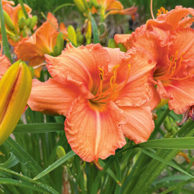 Crin de vară portocaliu (3 buc)