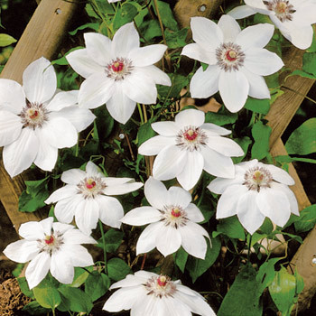 Clematită Miss Bateman