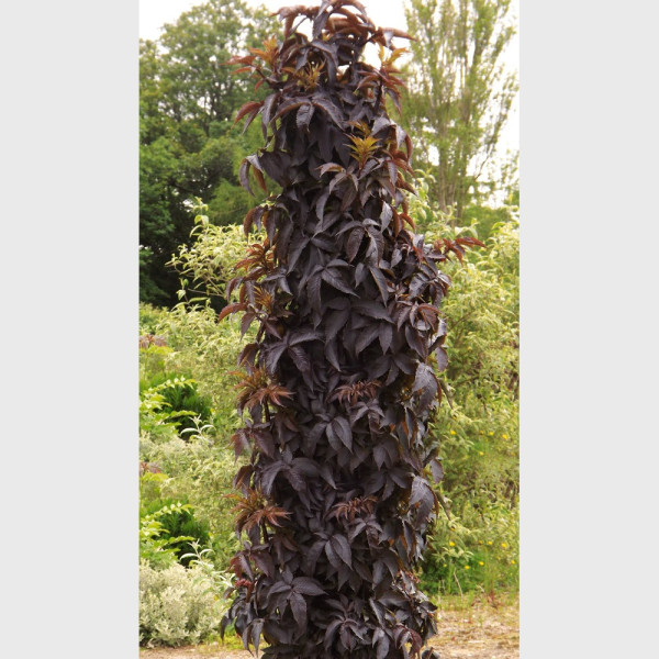 Soc columnar Black Tower (2 buc)