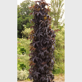 Soc columnar Black Tower (2 buc)