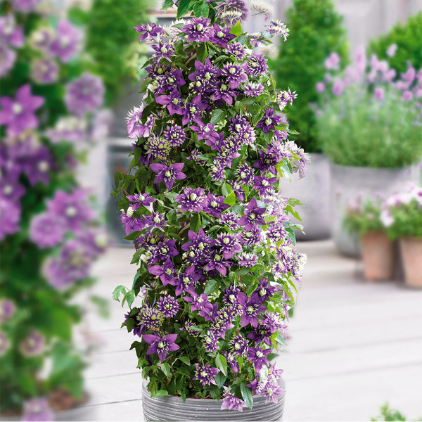 Clematită Taiga