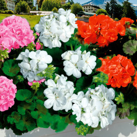 Mușcată albă Sunrise Clarissa (3 buc)