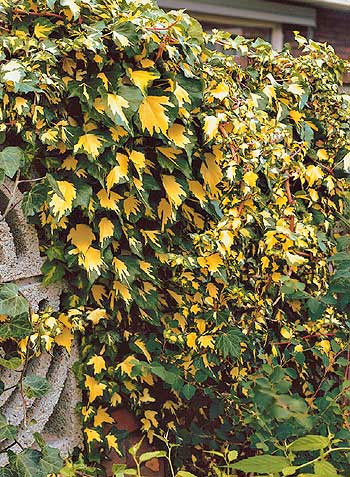 Iederă cu frunze colorate