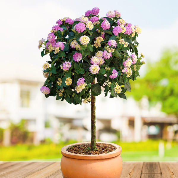 Lantana roz-galbenă cu tulpină înaltă