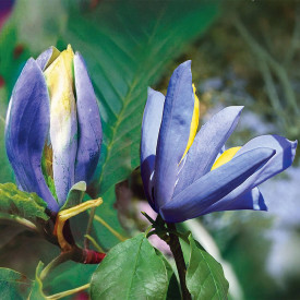 Magnolie Blue Opal